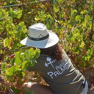 palmela harves grape tour