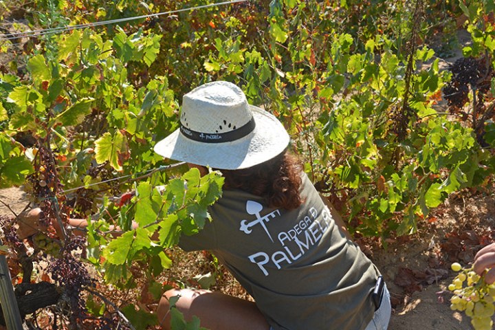palmela harves grape tour