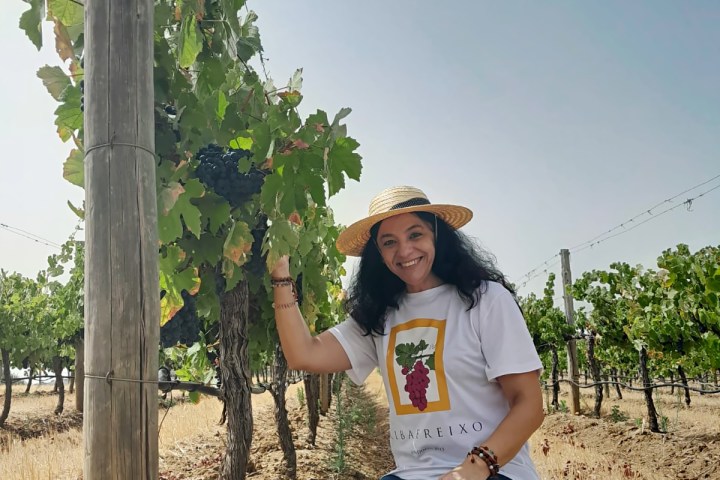 Vidigueira Grape Harvest
