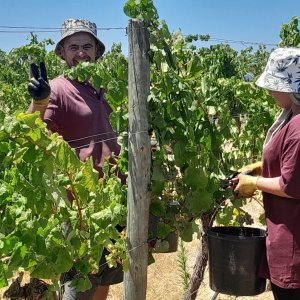 Vidigueira Grape Harvest