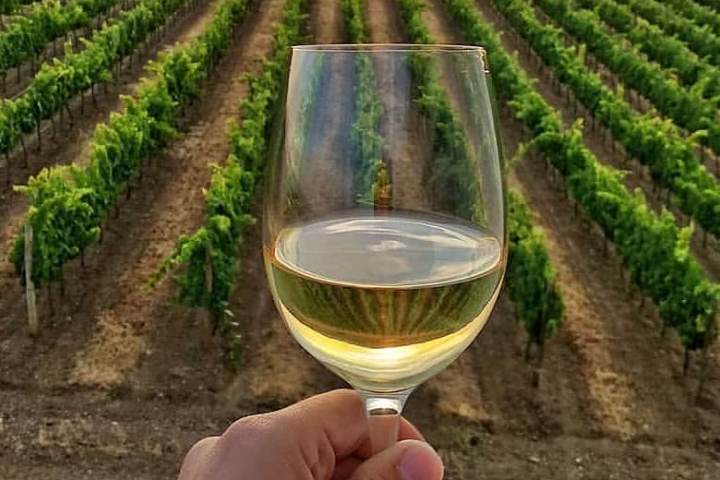 Vidigueira Grape Harvest