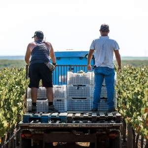 Vidigueira Grape Harvest