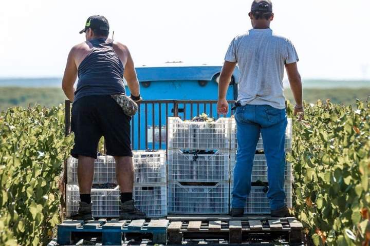 Vidigueira Grape Harvest