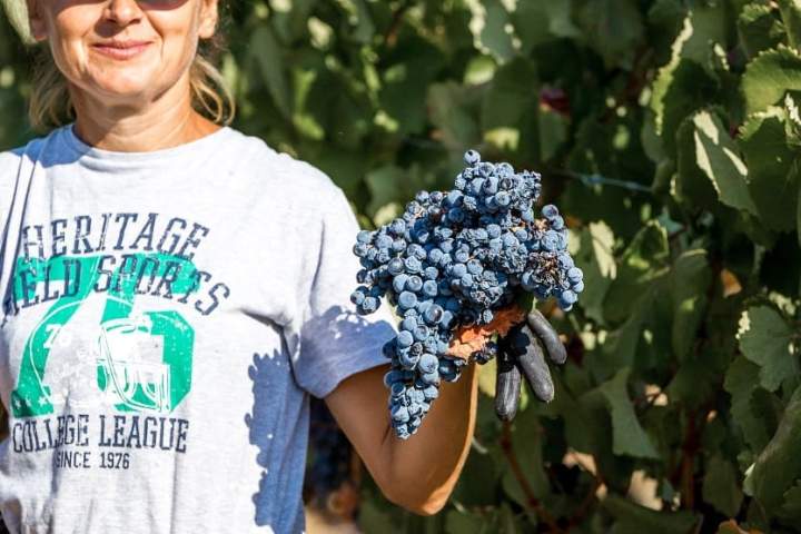 Vidigueira Grape Harvest