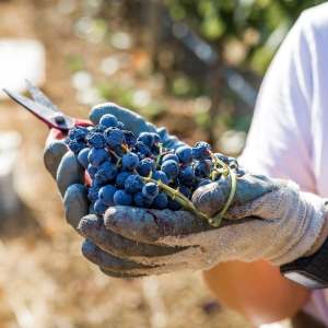Vidigueira Grape Harvest