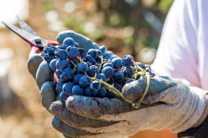 Vidigueira Grape Harvest