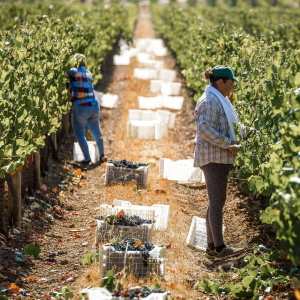 Vidigueira Grape Harvest