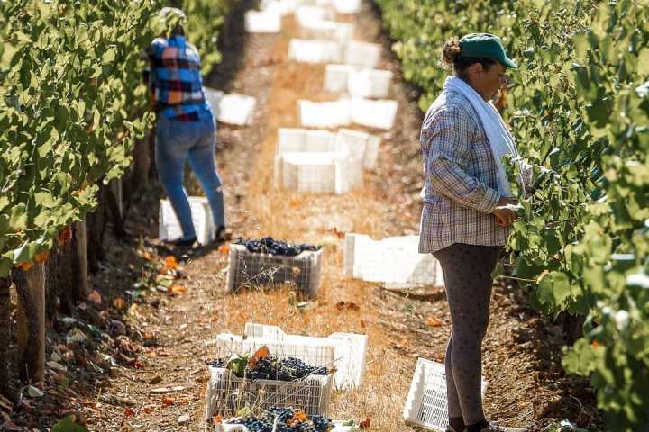 Vidigueira Grape Harvest