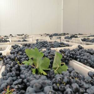 Vidigueira Grape Harvest