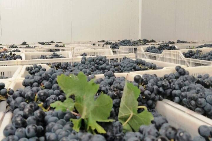 Vidigueira Grape Harvest