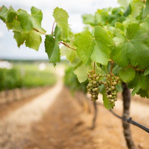 Vidigueira Grape Harvest