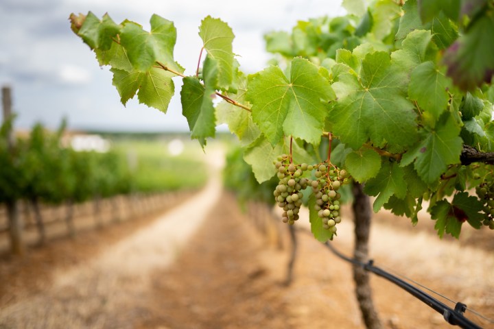 Vidigueira Grape Harvest