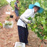 Vidigueira Grape Harvest