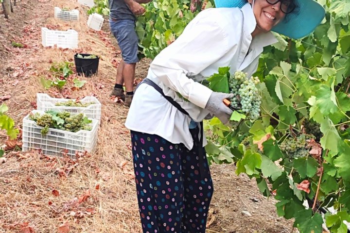 Vidigueira Grape Harvest