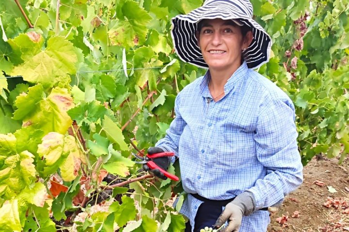 Vidigueira Grape Harvest