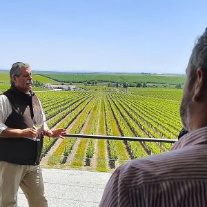 Vidigueira Grape Harvest