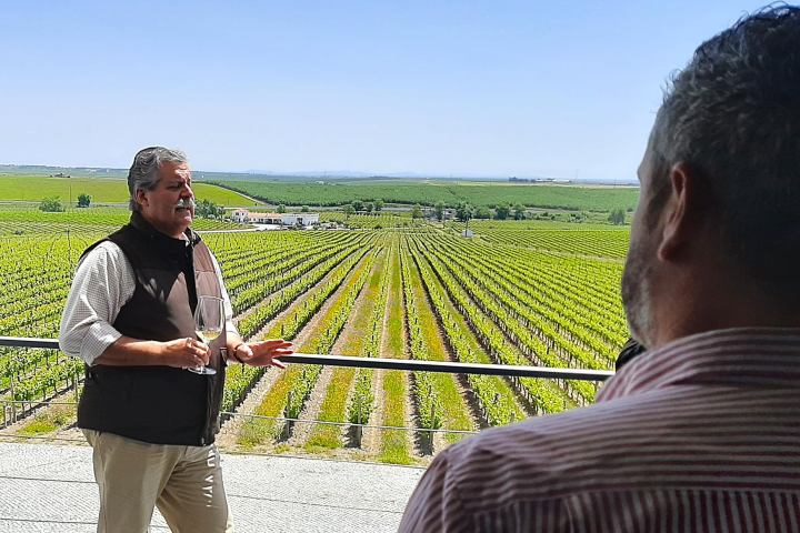Vidigueira Grape Harvest
