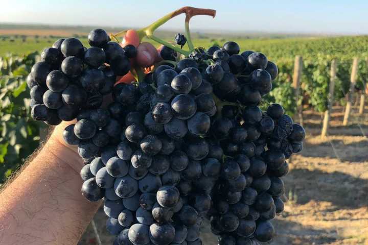 Vidigueira Grape Harvest