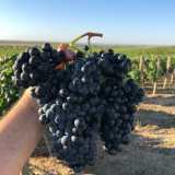 Vidigueira Grape Harvest