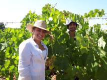 Vidigueira Grape Harvest