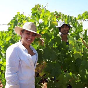 Vidigueira Grape Harvest