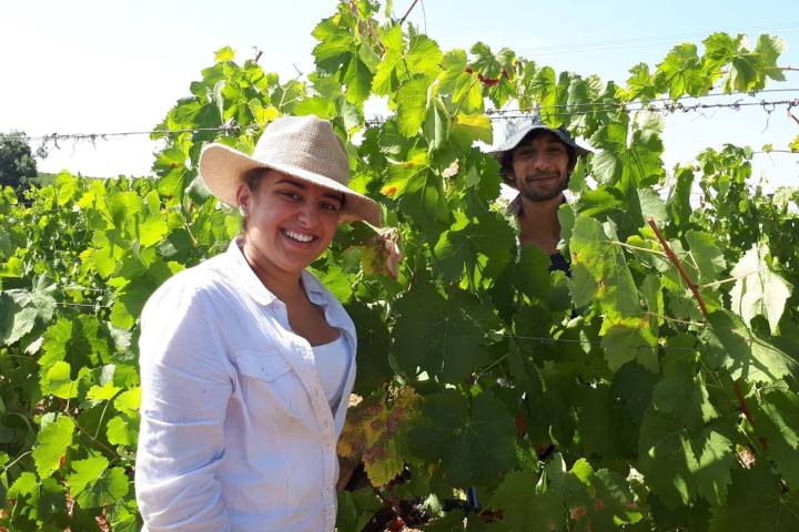 Vidigueira Grape Harvest