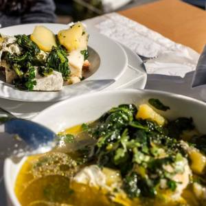 Vidigueira Grape Harvest