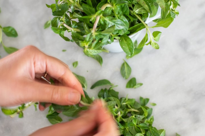 Évora Aromatic farm tour