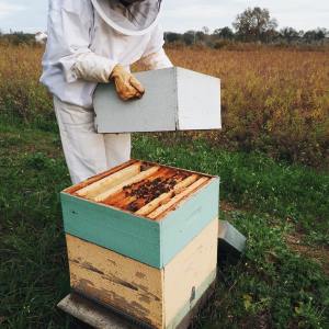 Evora beekeeping tour