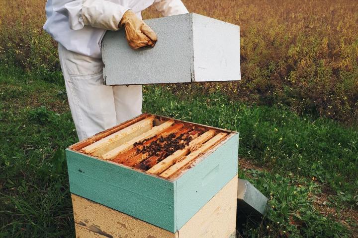Evora beekeeping tour