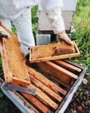 Evora beekeeping tour