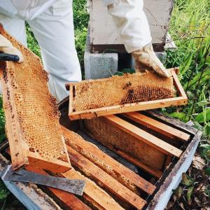 Evora beekeeping tour