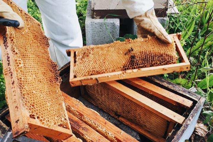 Evora beekeeping tour