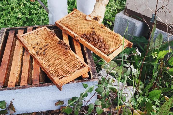 Evora beekeeping tour