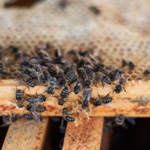 Evora beekeeping tour