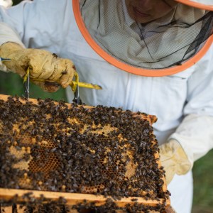Evora beekeeping tour