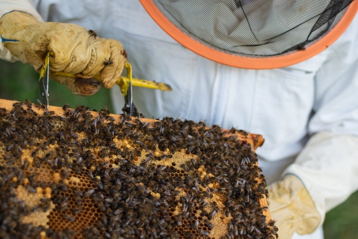 Evora beekeeping tour