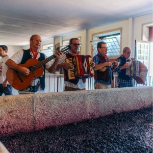 grape stomping douro tour