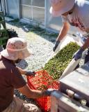 Évora olive oil tour