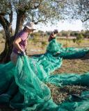 Évora olive oil tour