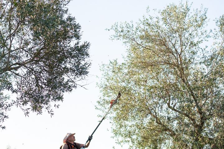 Évora olive oil tour