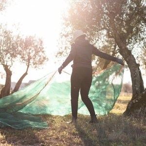 Évora olive oil tour