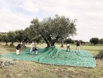 Évora olive oil tour