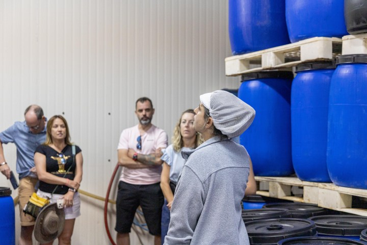 Tavira olive oil tour