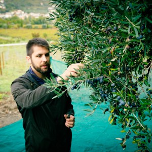 Douro olive oil harvest