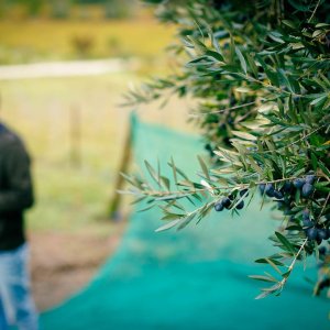 Douro olive oil harvest
