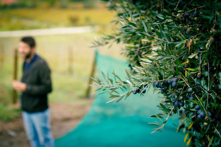Douro olive oil harvest