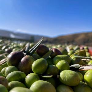 Douro olive oil harvest