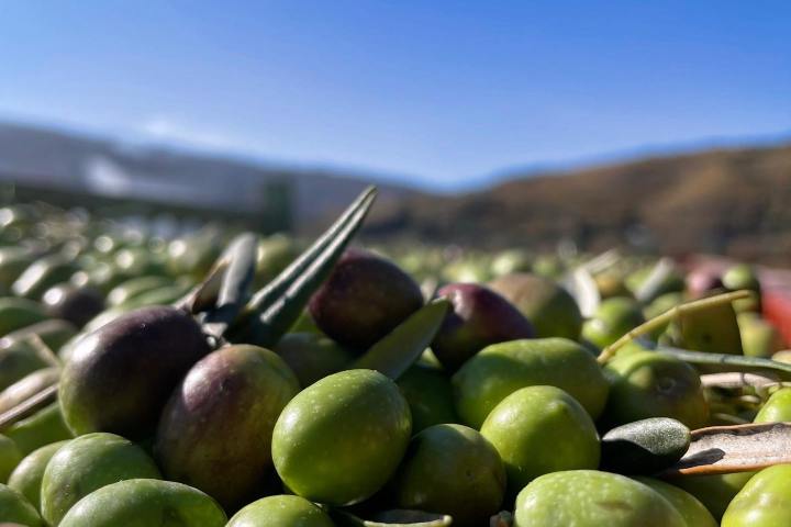 Douro olive oil harvest