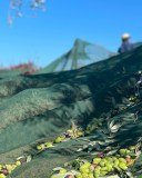 Douro olive oil harvest